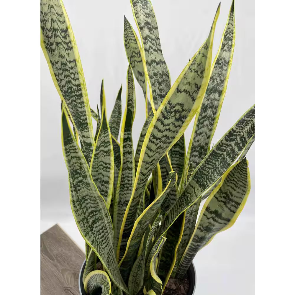 10 In. Snake Plant Sansevieria Plant Grower'S Choice in Deco Pot