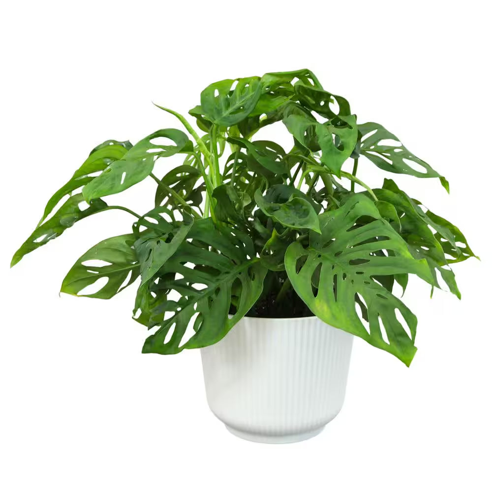6 In. Swiss Cheese Monstera Plant, White Decorative House Plant Gift
