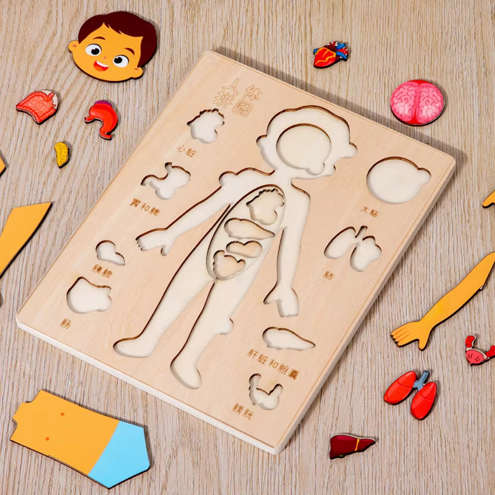 Kids Wooden Montessori Toys Human Body Organs Puzzles Educational Toy Preshool Kindergarten Learning Activities Busy Board