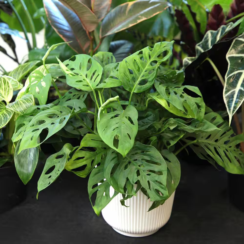 6 In. Swiss Cheese Monstera Plant, White Decorative House Plant Gift