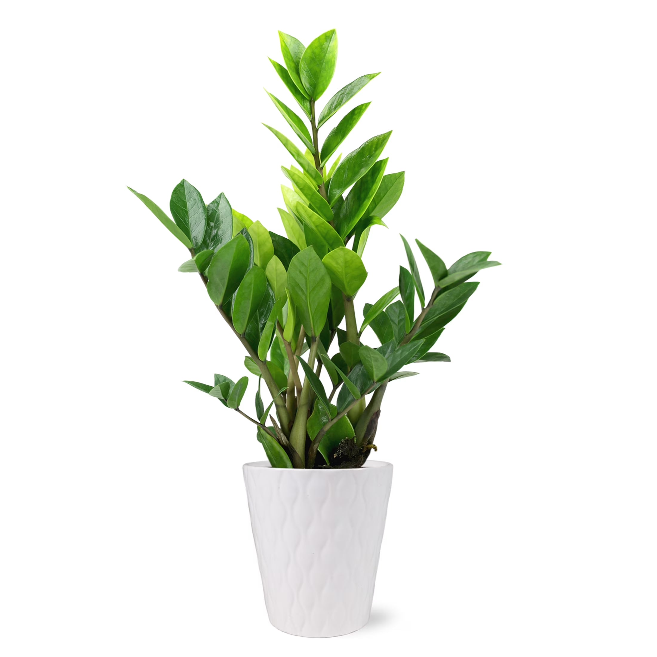 Wild Interiors 13-16" Zamioculcas ZZ Live Plant in 5" White Ceramic Pot, House Plant