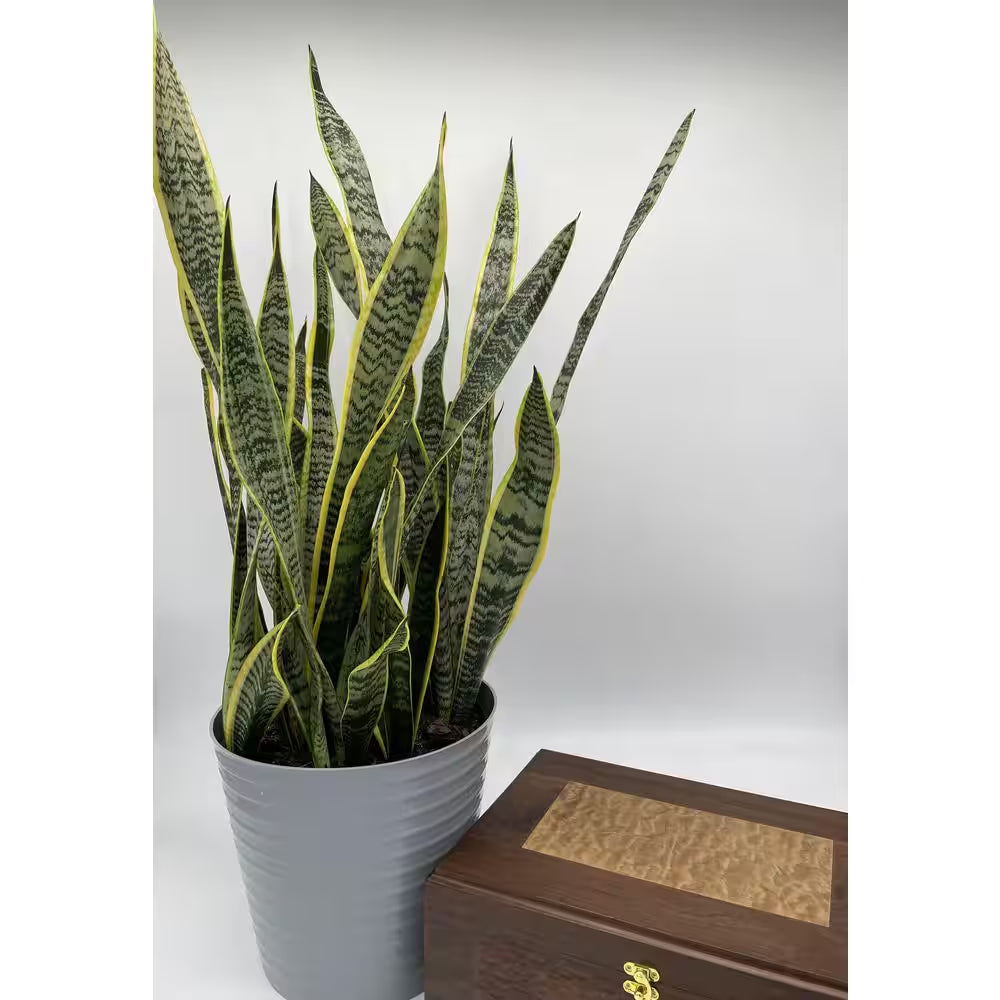 10 In. Snake Plant Sansevieria Plant Grower'S Choice in Deco Pot