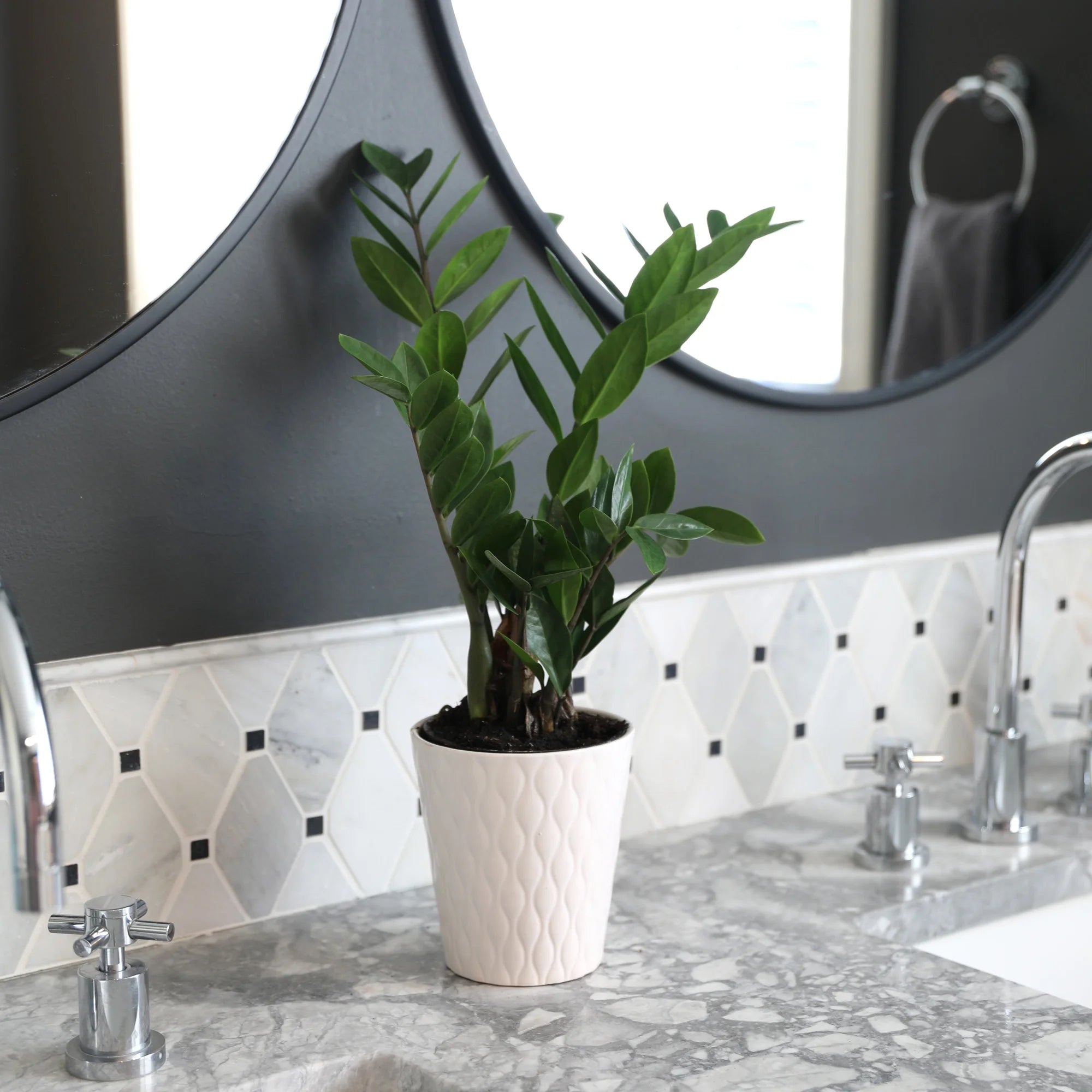 Wild Interiors 13-16" Zamioculcas ZZ Live Plant in 5" White Ceramic Pot, House Plant