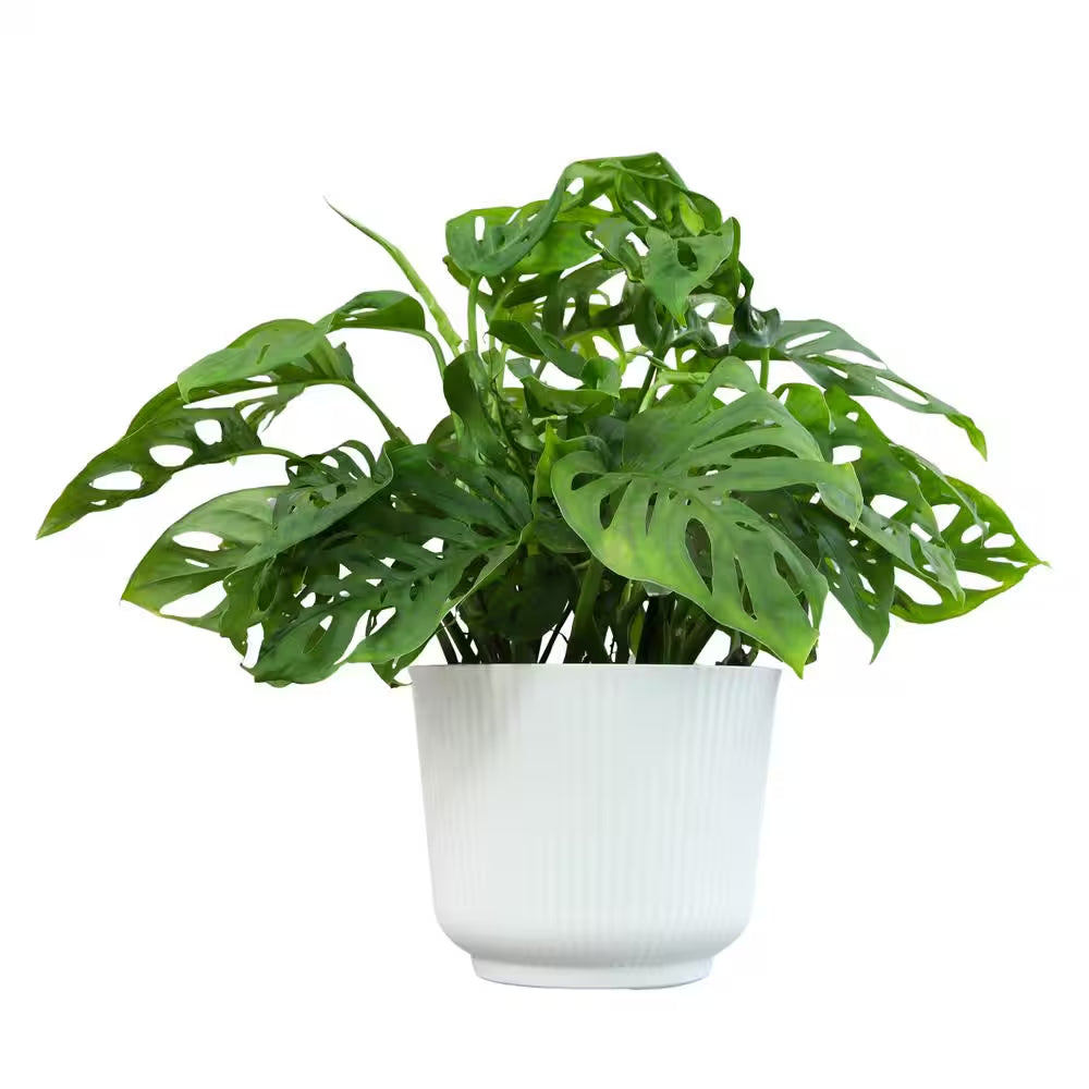 6 In. Swiss Cheese Monstera Plant, White Decorative House Plant Gift