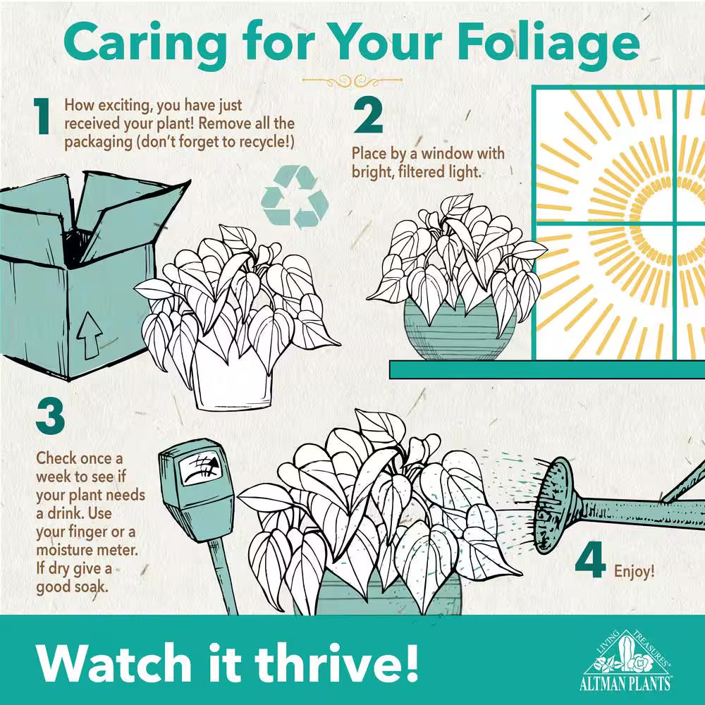 6 In. Swiss Cheese Monstera Plant, White Decorative House Plant Gift