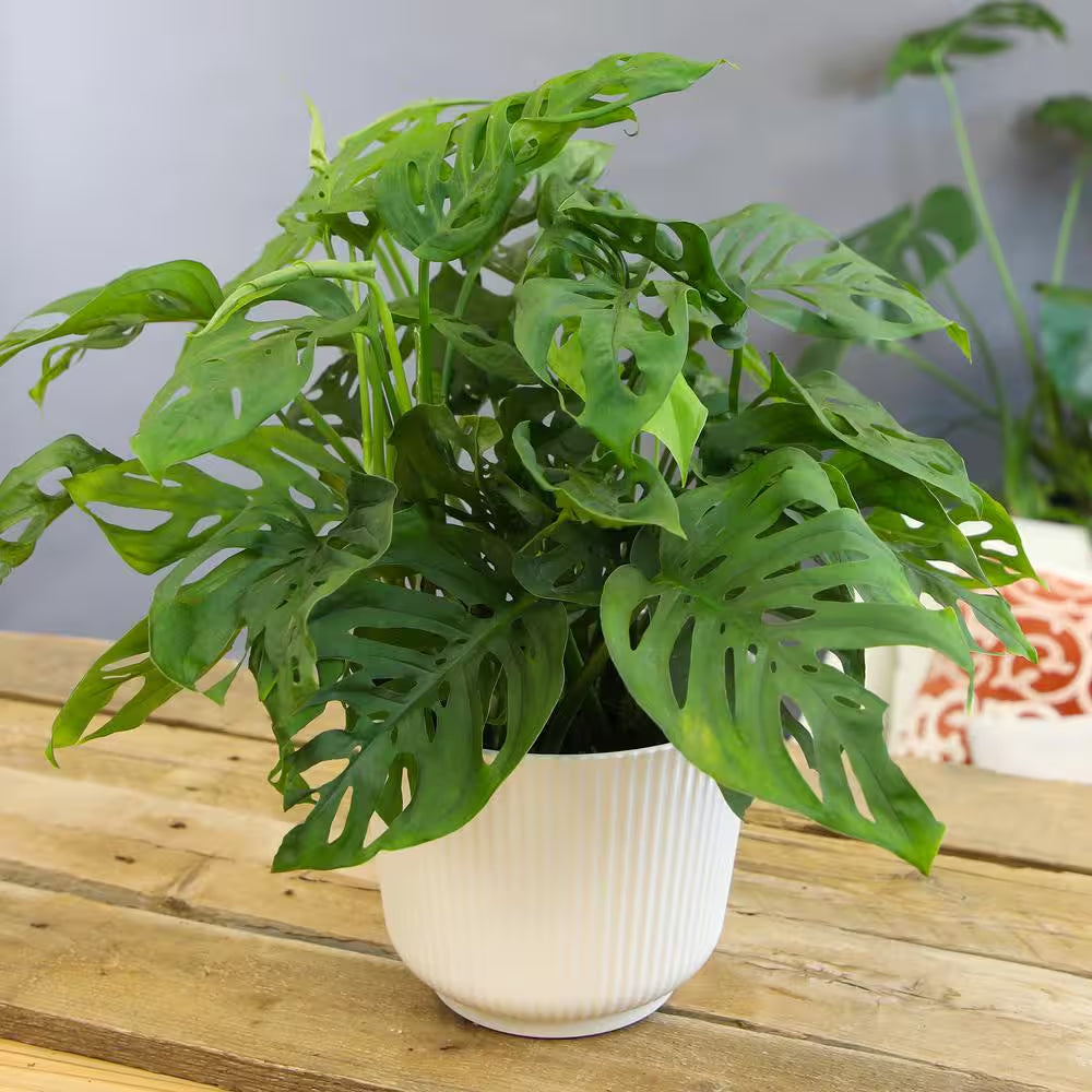 6 In. Swiss Cheese Monstera Plant, White Decorative House Plant Gift