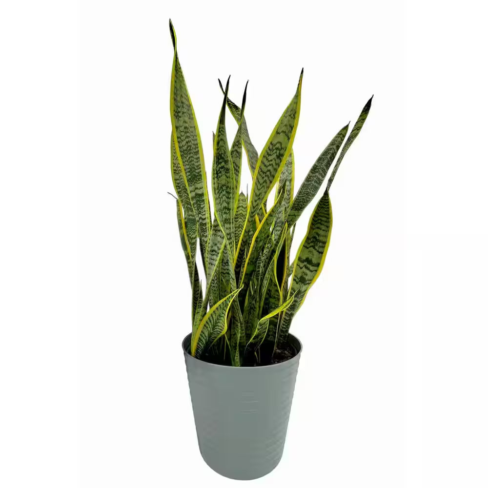 10 In. Snake Plant Sansevieria Plant Grower'S Choice in Deco Pot