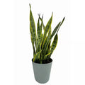10 In. Snake Plant Sansevieria Plant Grower'S Choice in Deco Pot