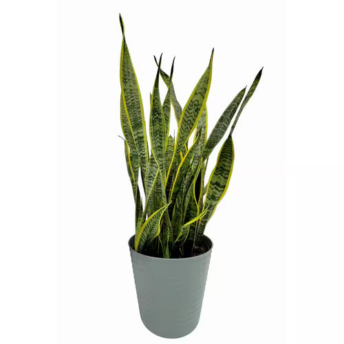 10 In. Snake Plant Sansevieria Plant Grower'S Choice in Deco Pot