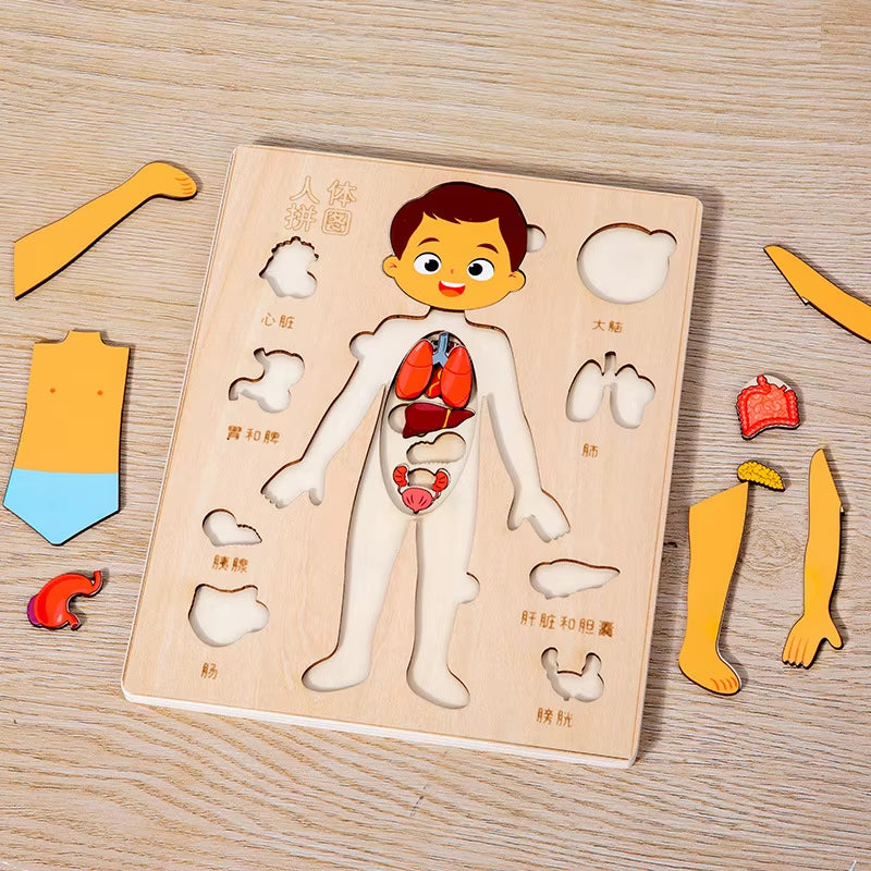 Kids Wooden Montessori Toys Human Body Organs Puzzles Educational Toy Preshool Kindergarten Learning Activities Busy Board